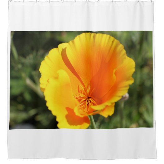 庭に咲くカリフォルニアの花 シャワーカーテン (正面)