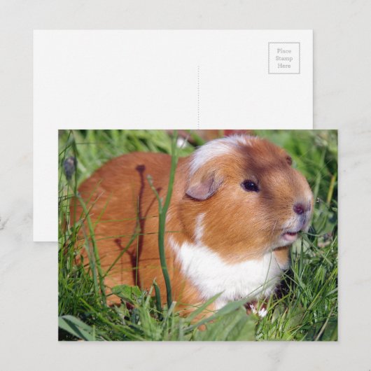 庭に咲くキツネ ポストカード (正面/裏面)