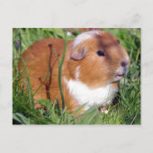 庭に咲くキツネ ポストカード (正面)