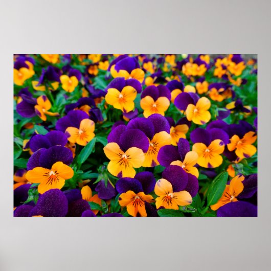 庭に咲く美しいパンジー ポスター (正面)