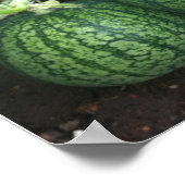 庭に小さなメロンがあるスイカの植物 ポスター (角)