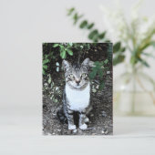 庭に座るトルコの猫ローニン ポストカード (スタンド正面)
