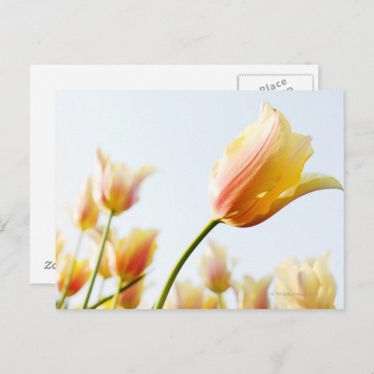 庭に生えているチューリップを見上げて ポストカード (正面/裏面)