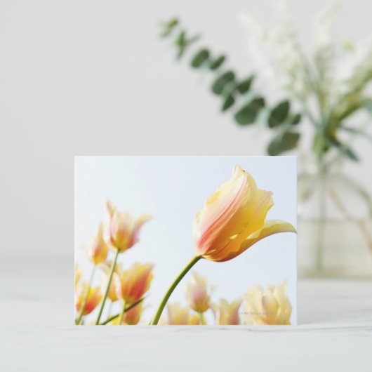 庭に生えているチューリップを見上げて ポストカード (スタンド正面)