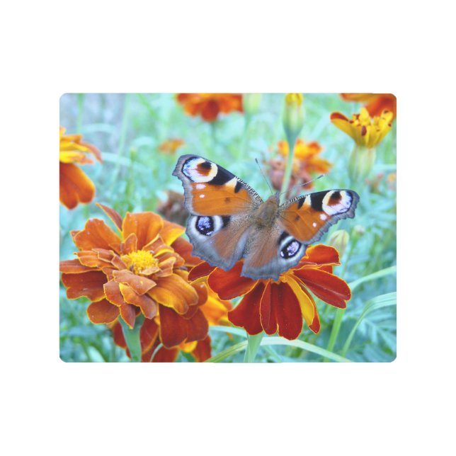 庭に蝶カラフル々 メタルプリント (正面)