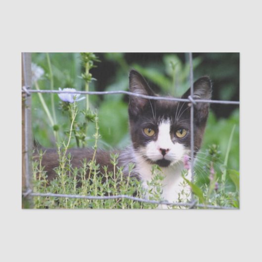 庭に見えるタキシードの子猫 薄葉紙 (正面)