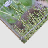 庭に見えるタキシードの子猫 薄葉紙 (詳細)