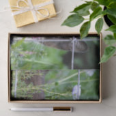 庭に見えるタキシードの子猫 薄葉紙 (ギフト)