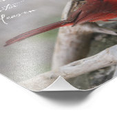 庭に（鳥）ショウジョウコウカンチョウが現れると… フォトプリント            (角)