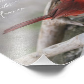 庭に（鳥）ショウジョウコウカンチョウが現れると… フォトプリント            (角)