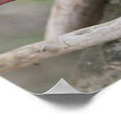 庭に(鳥)ショウジョウコウカンチョウが現れると….. ポスター (角)