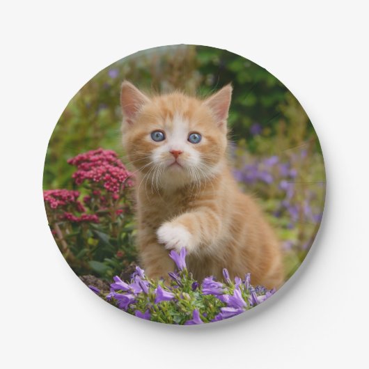 庭のかわいいショウガの子ネコ ペーパープレート (正面)