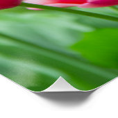 庭のかわいい緋色のチューリップ ポスター (コーナー)