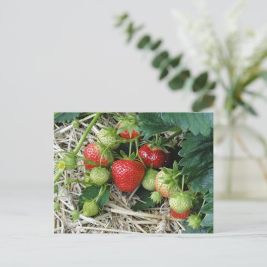 庭のはがきにイチゴの植物 ポストカード (スタンド正面)