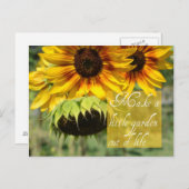 庭のひまわりポストカードを作る ポストカード (正面/裏面)