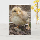 庭のひよこ カード (黄色い花)