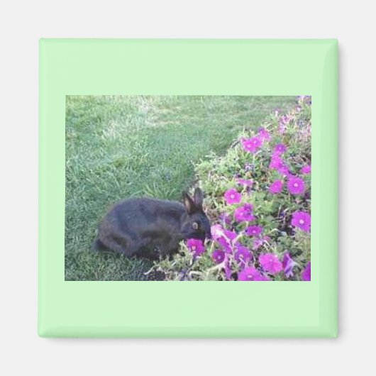 庭のウサギ マグネット (正面)