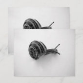 庭のカタツムリの自然写真 (正面/裏面)