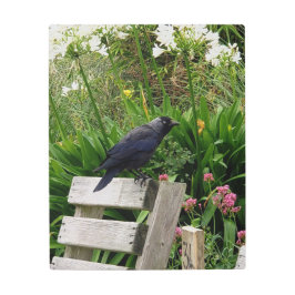 庭のカラス メタルプリント