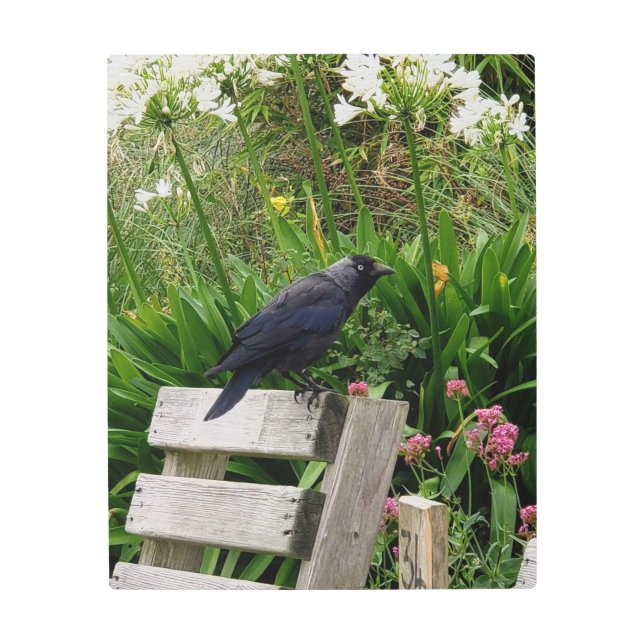 庭のカラス メタルプリント (正面)