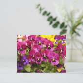 庭のカラフルなパンジーの花 ポストカード (スタンド正面)