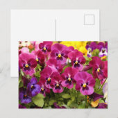 庭のカラフルなパンジーの花 ポストカード (正面/裏面)