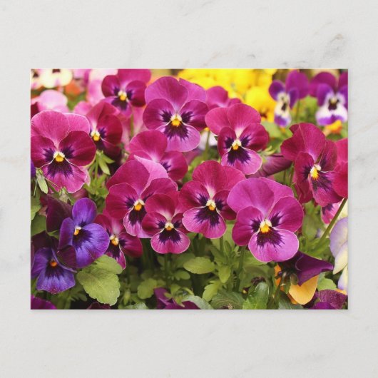 庭のカラフルなパンジーの花 ポストカード (正面)