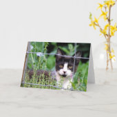 庭のグリーティングカードにタキシードの子猫 カード (黄色い花)