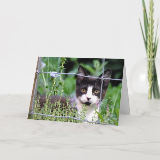 庭のグリーティングカードにタキシードの子猫 カード (正面)
