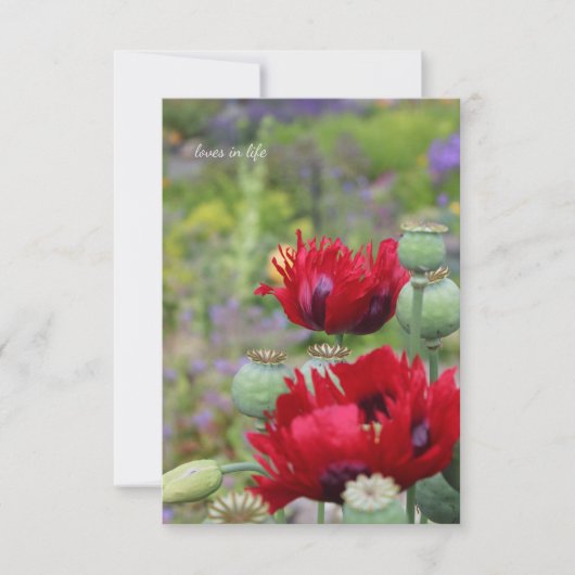 庭のケシの赤 ノートカード (正面)