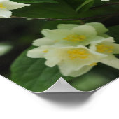 庭のジャスミンの花 ポスター (角)