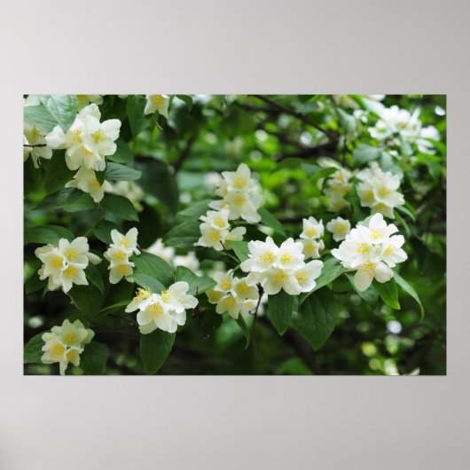 庭のジャスミンの花 ポスター (正面)