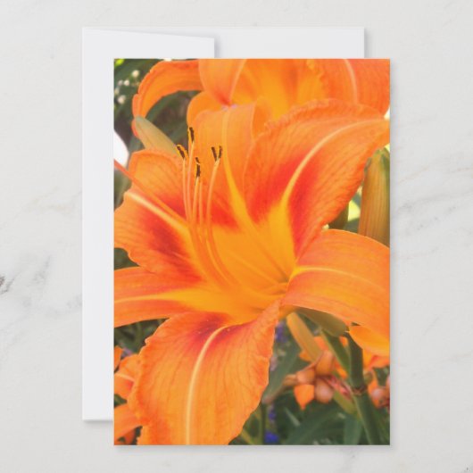 庭のタイガーリリー カード (正面)