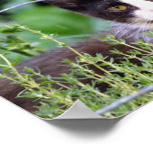 庭のタキシードの子猫 ポスター (角)