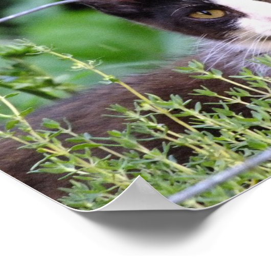 庭のタキシードの子猫 ポスター (角)