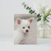 庭のチワワ子犬 ポストカード (スタンド正面)