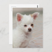 庭のチワワ子犬 ポストカード (正面/裏面)