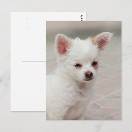庭のチワワ子犬 ポストカード (正面/裏面)