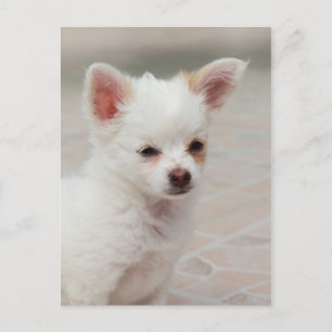 庭のチワワ子犬 ポストカード