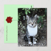 庭のトルコ猫浪人 ポストカード (正面/裏面)