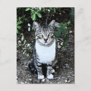 庭のトルコ猫浪人 ポストカード