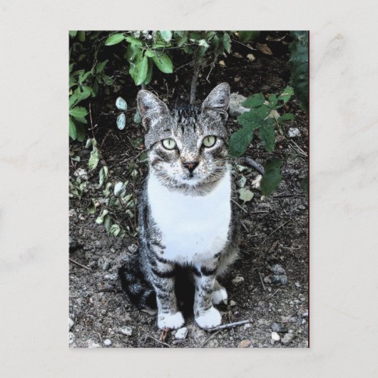 庭のトルコ猫浪人 ポストカード (正面)
