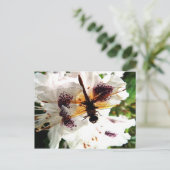 庭のトンボ ポストカード (スタンド正面)