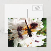 庭のトンボ ポストカード (正面/裏面)