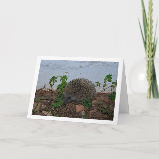 庭のハリネズミの肖像 カード (正面)