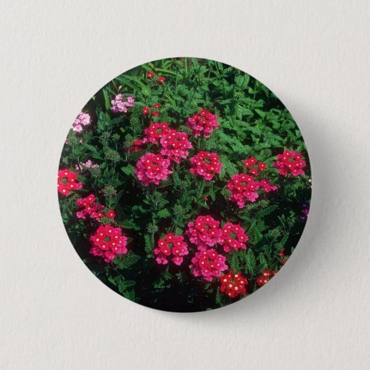 庭のバーベナ(バーベナHybrida)の花 缶バッジ (正面)