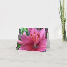 庭のピンクのスタルゲイザーリリー シーズンカード