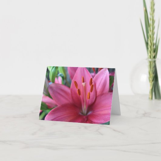 庭のピンクのスタルゲイザーリリー シーズンカード (正面)