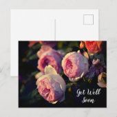 庭のピンクのバラの花 早く回復してね ポストカード (正面/裏面)