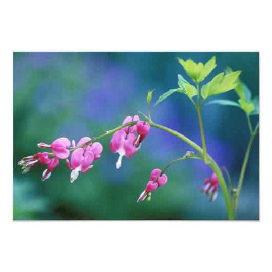 庭のピンクの出血ハート。クレジット： フォトプリント            (正面)